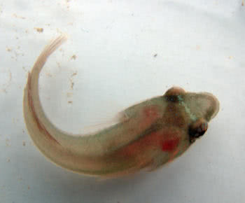 Cornish Sucker Fish (Lepadogaster lepadogaster)